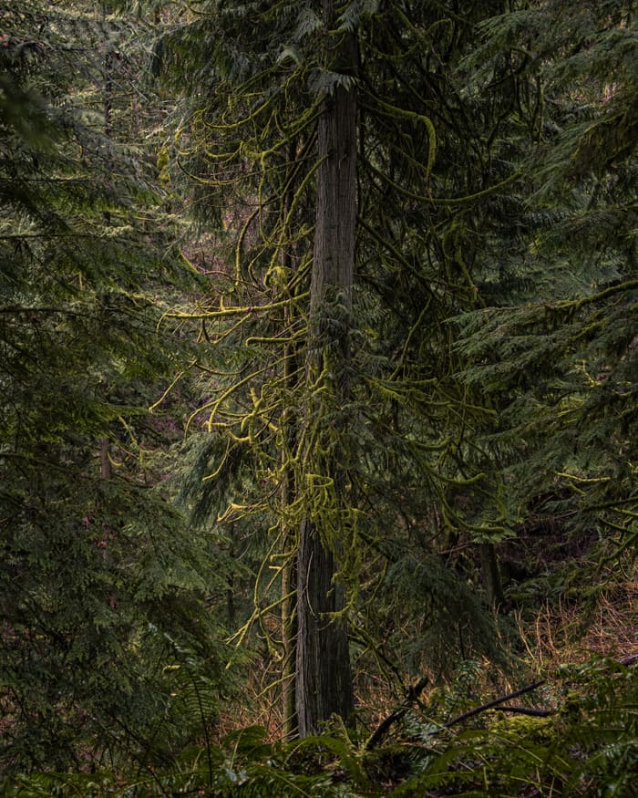 Spring Moss