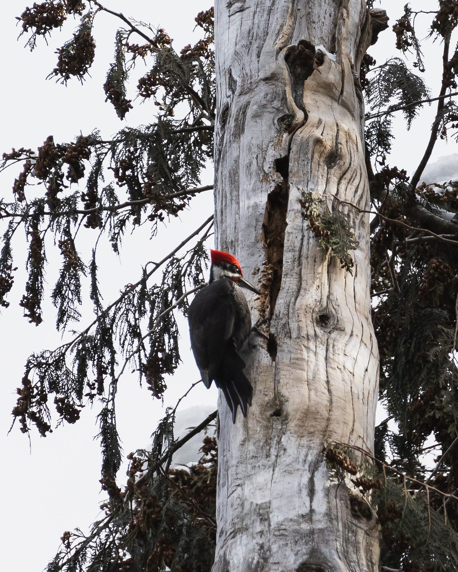 Pileated Woodpecker