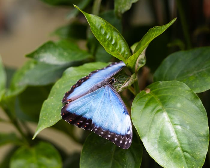 Guatemala