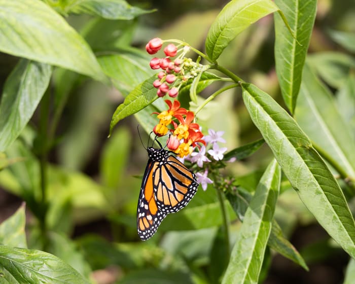 Guatemala
