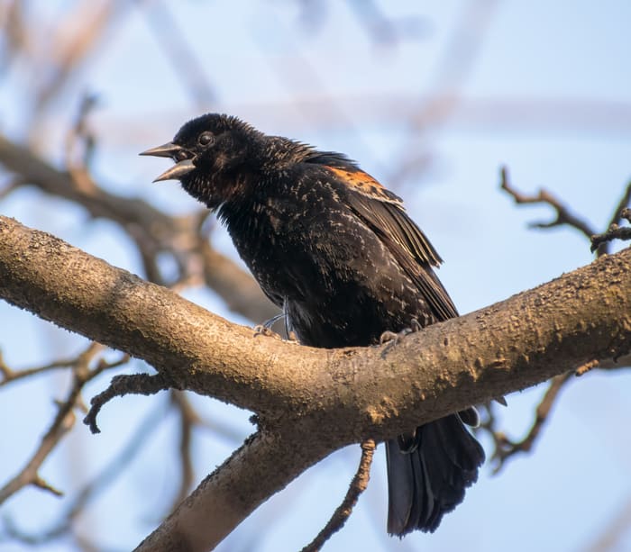 Black Bird