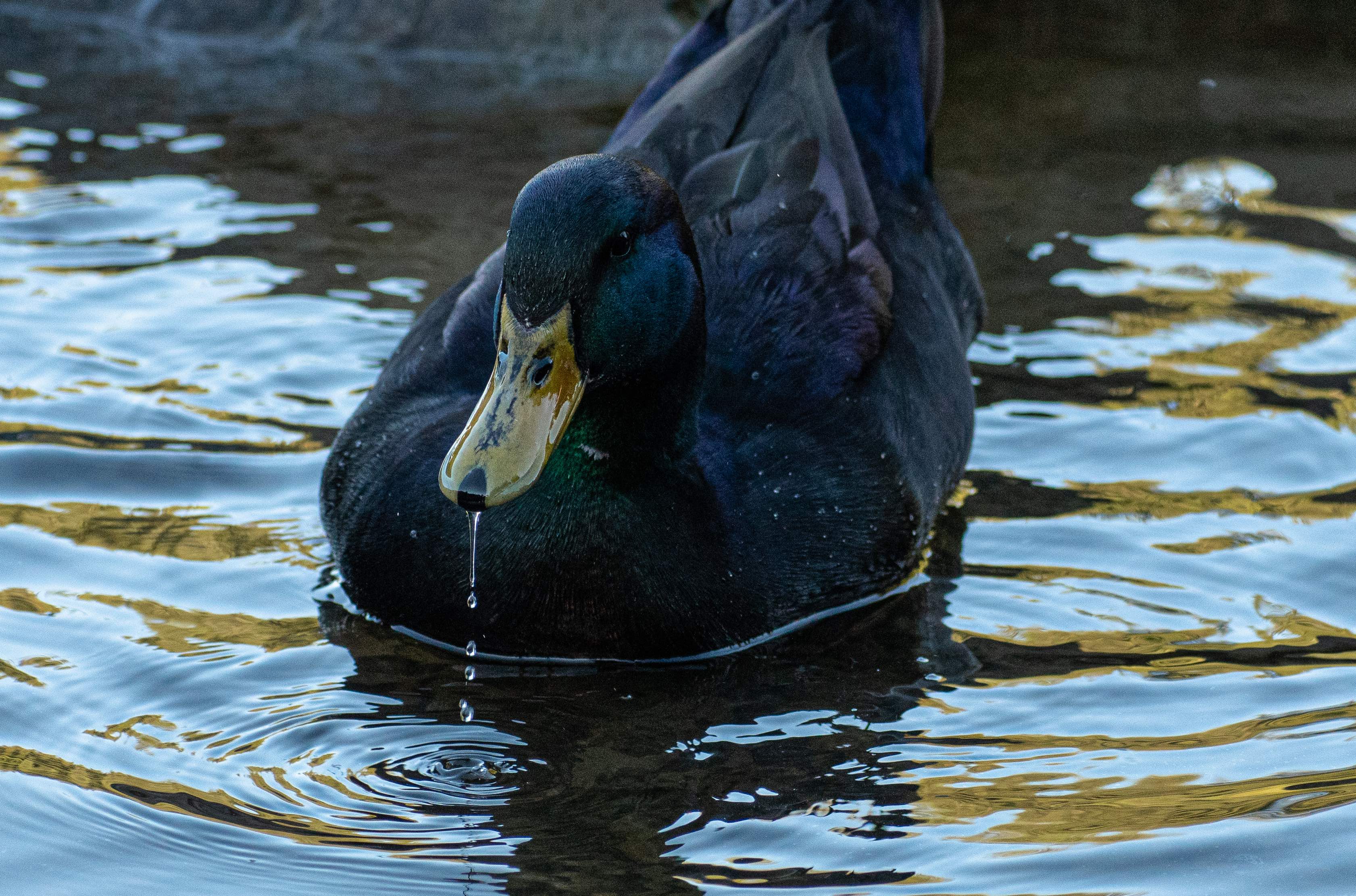 Black Duck