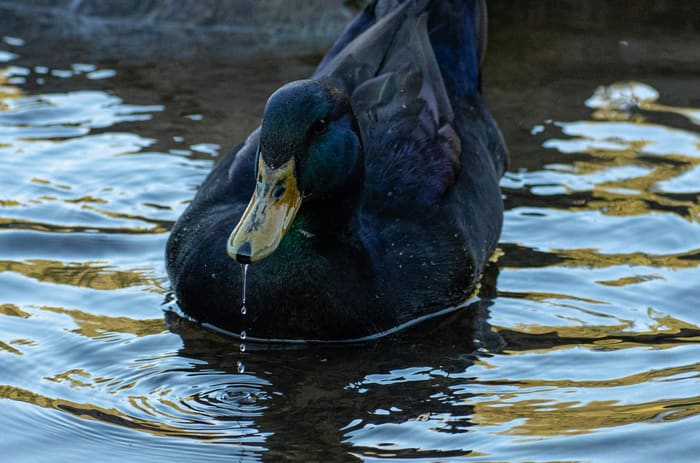 Black Duck