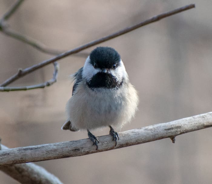 Chonky Bird
