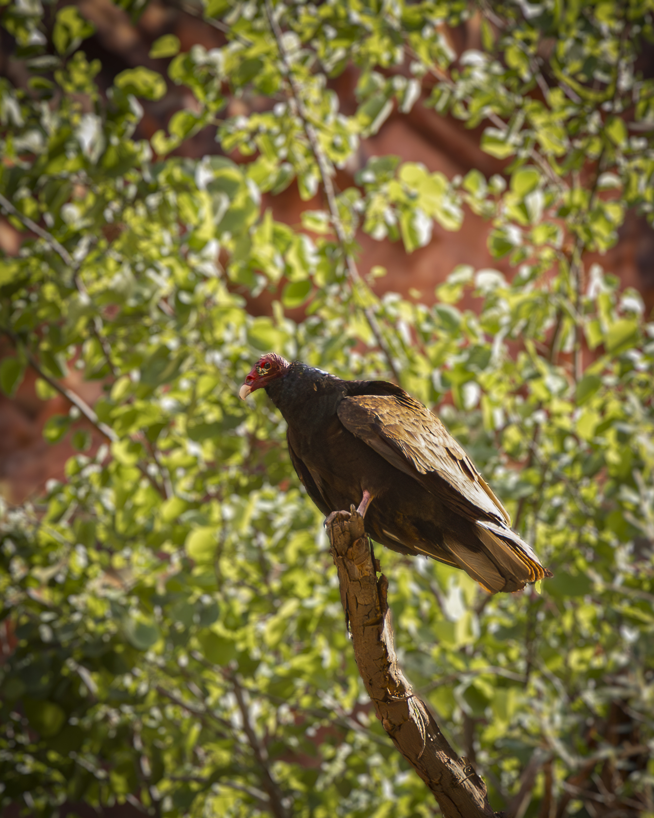 The Elusive California Condor
