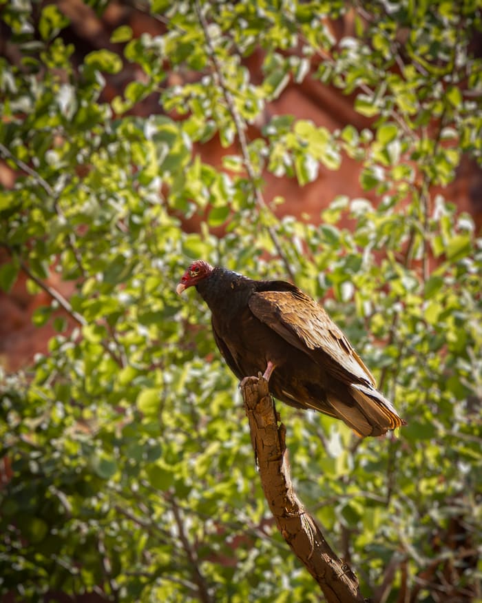 The Elusive California Condor