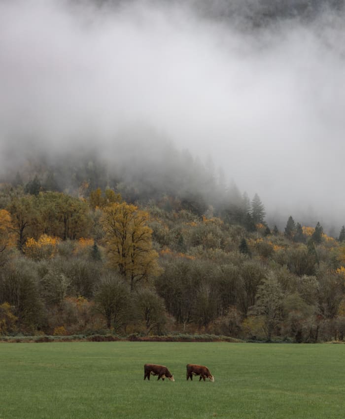 Cows
