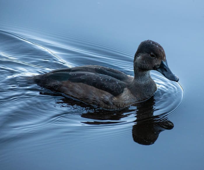 Little Duck