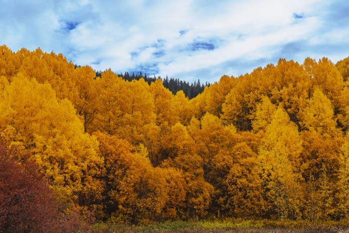Peak of Autumn