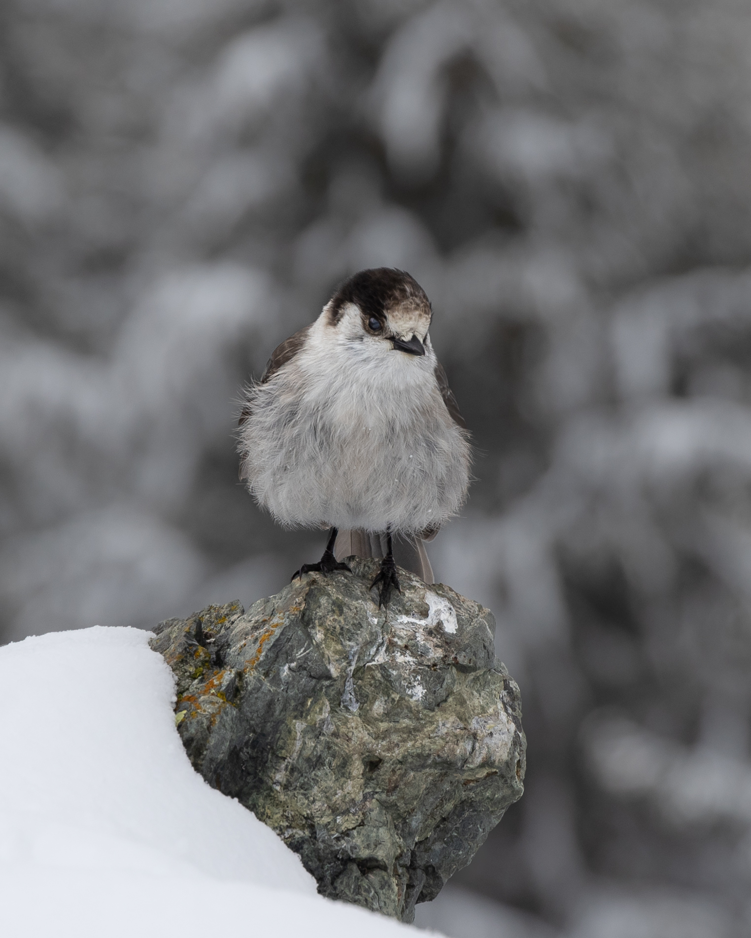Gray Jay at Mt. Si
