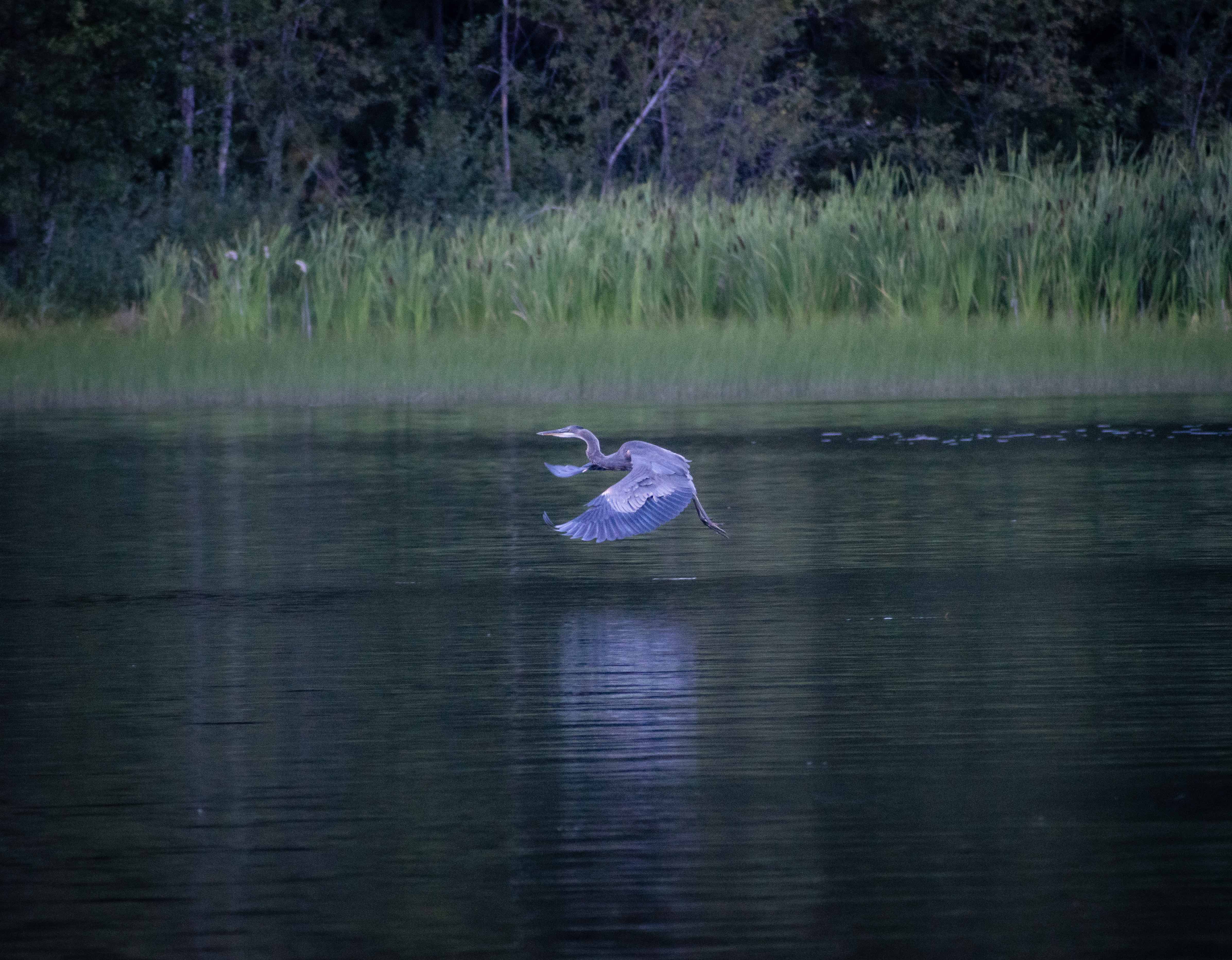 Blue Heron in Flight