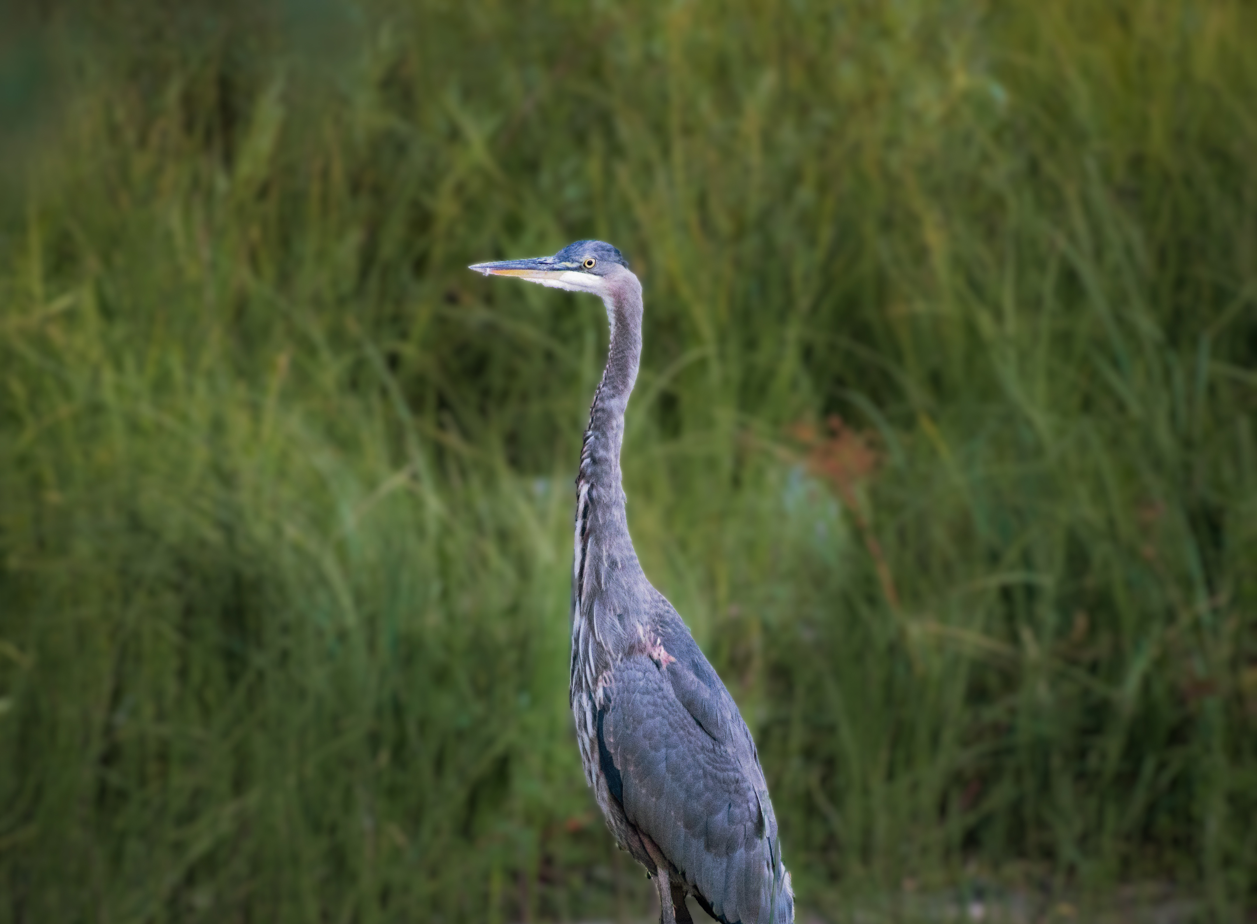 Blue Heron