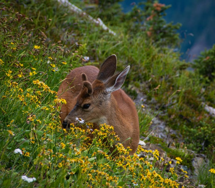 Young Buck