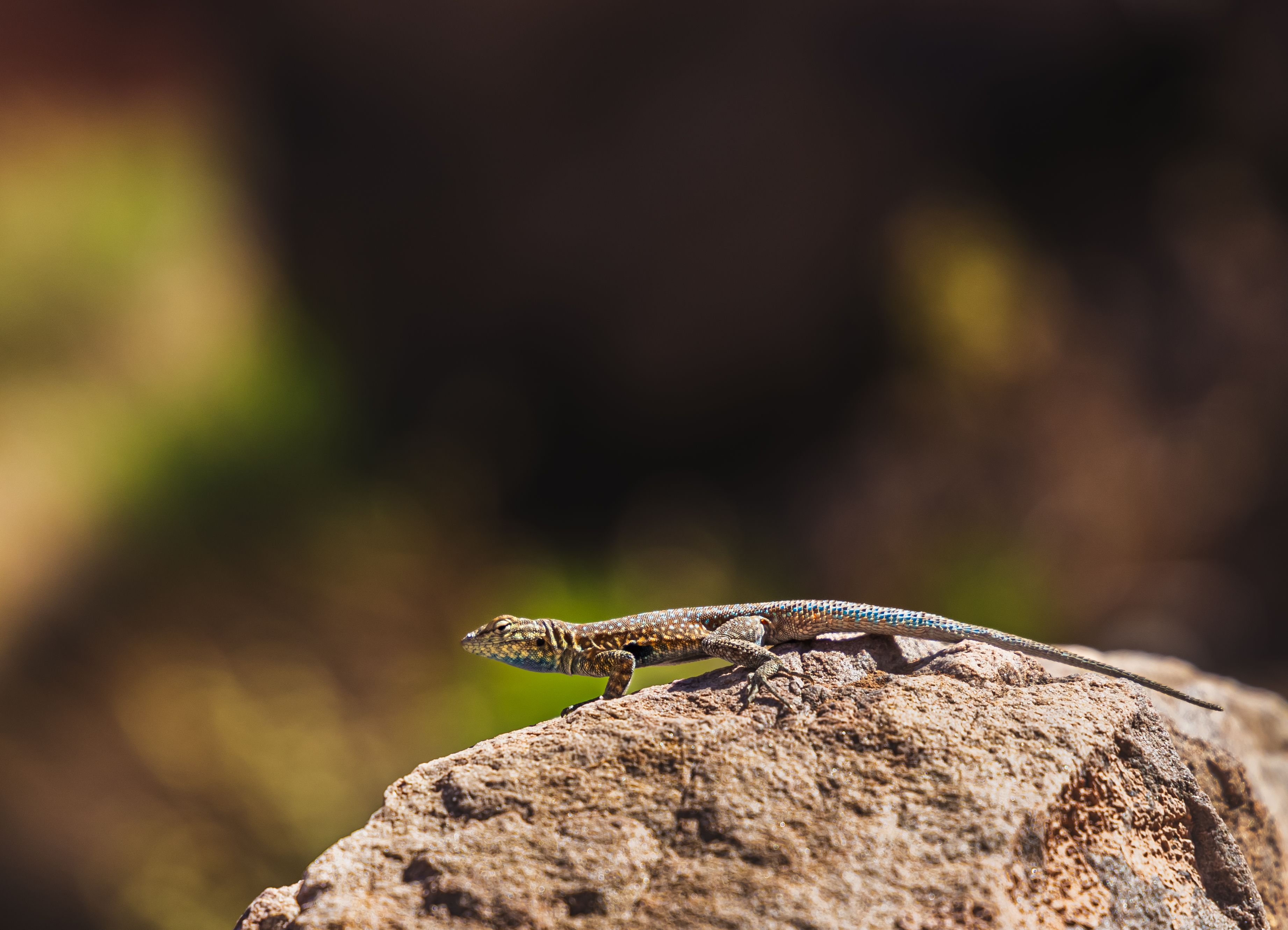 A Lizard Soaks the Morning Sun