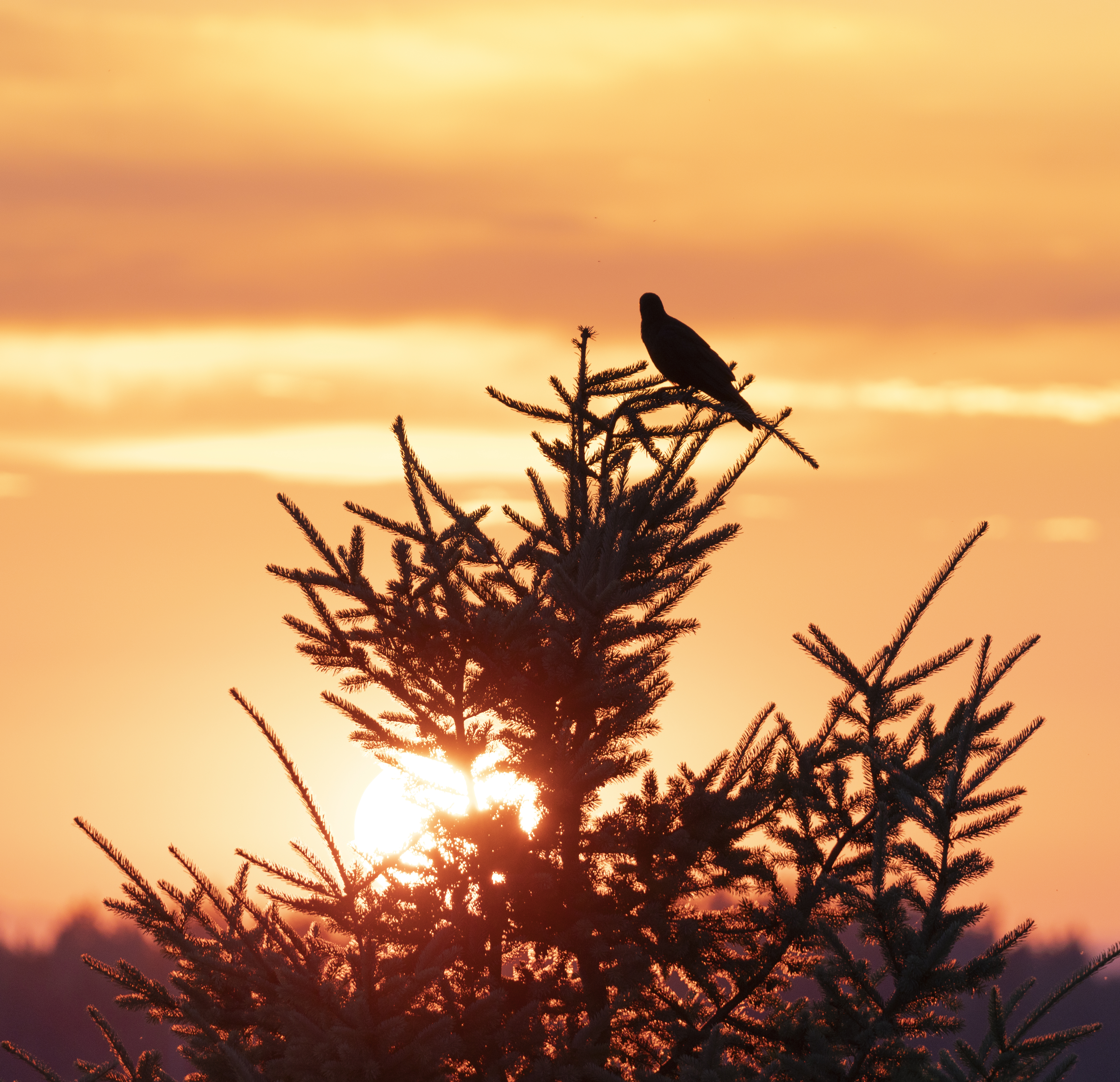A Crow Enjoying the Sunset