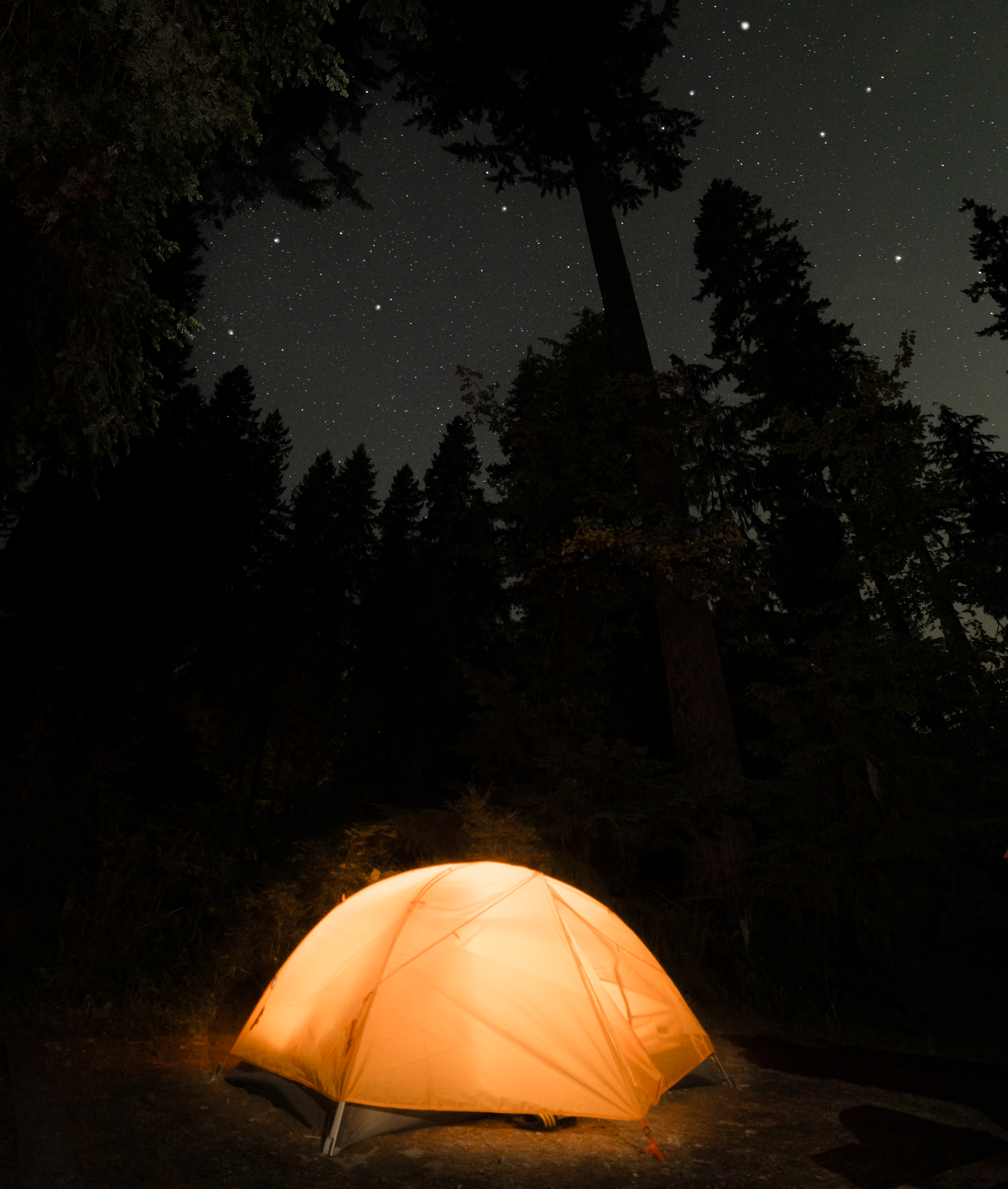 A Night in the Forest