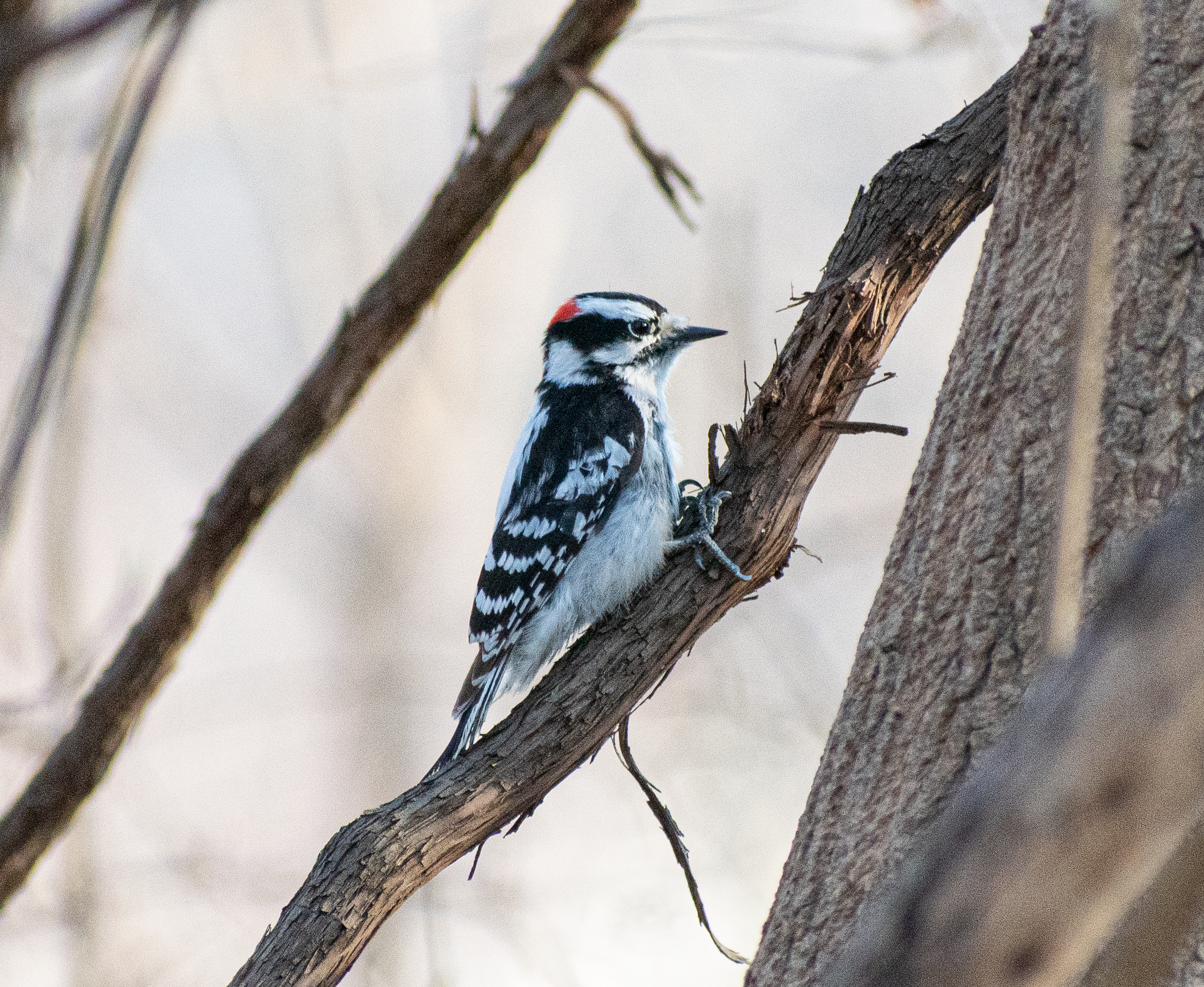 Woodpecker